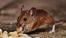 squirrel-control Experts in Burton